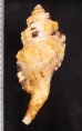 クロフフジツガイ Cymatium grandimaculatumfig.2