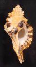 クロフフジツガイ Cymatium grandimaculatumfig.1