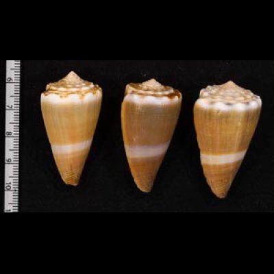 イボシマイモ Conus lividusfig.2