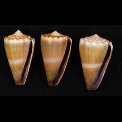 イボシマイモ Conus lividusfig.1