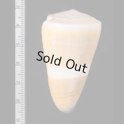 イボシマイモ Conus lividusfig.2