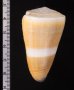 イボシマイモ Conus lividusfig.2