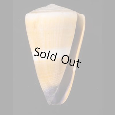 イボシマイモ Conus lividusfig.1
