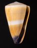 イボシマイモ Conus lividusfig.1