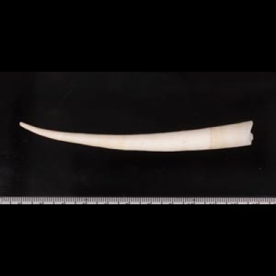 マルツノガイ Pictodentalium vernedeifig.2