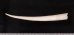 マルツノガイ Pictodentalium vernedeifig.2