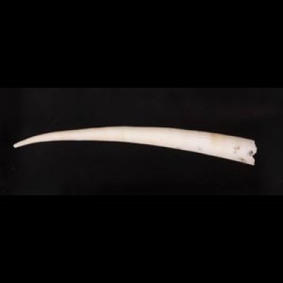 マルツノガイ Pictodentalium vernedeifig.1