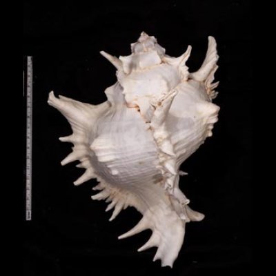テングガイ Chicoreus ramosusfig.2