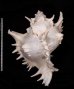 テングガイ Chicoreus ramosusfig.2