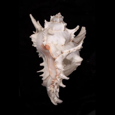 テングガイ Chicoreus ramosusfig.3
