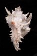 テングガイ Chicoreus ramosusfig.3