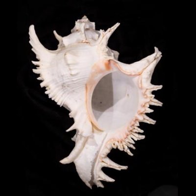 テングガイ Chicoreus ramosusfig.1