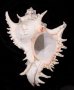 テングガイ Chicoreus ramosusfig.1