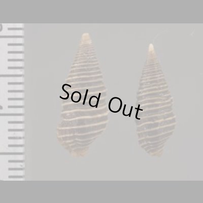 画像2: クロイトマキハラブトシャジク