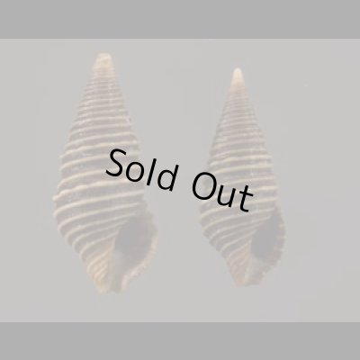 画像1: クロイトマキハラブトシャジク