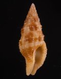 Prodotia iostoma カゴメホラダマシ