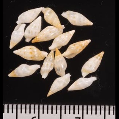 フクレシラゲガイ Mitrella bellafig.2
