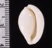 マメウサギガイ Procalpurnus lacteusfig.2