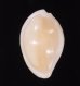 マメウサギガイ Procalpurnus lacteusfig.1