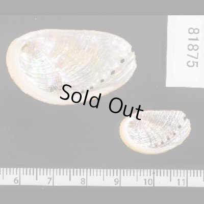 画像2: ベニトコブシ