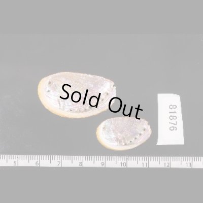 画像2: ベニトコブシ