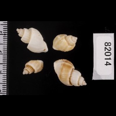 画像2: ナンアオリイレボラ