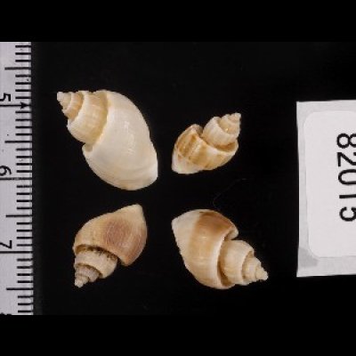 画像2: ナンアオリイレボラ