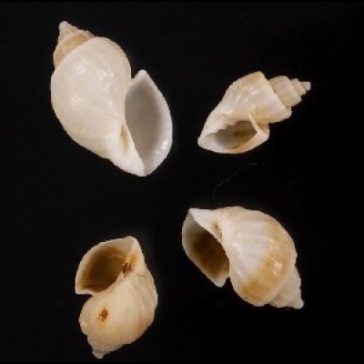 画像1: ナンアオリイレボラ