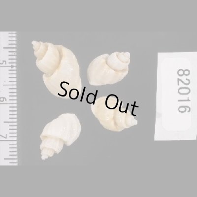 画像2: ナンアオリイレボラ