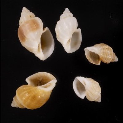 画像1: ナンアオリイレボラ