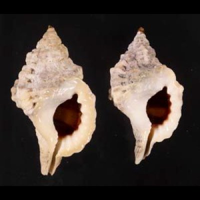 画像1: ミツカドボラ