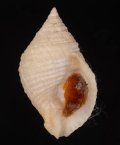 Nucella lapillus ヨーロッパチヂミボラ