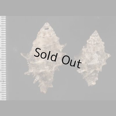 画像2: トゲレイシダマシ