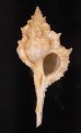 キイツブリボラ Haustellum kiiensisfig.1