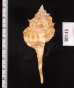 キイツブリボラ Haustellum kiiensisfig.2