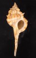 キイツブリボラ Haustellum kiiensisfig.1