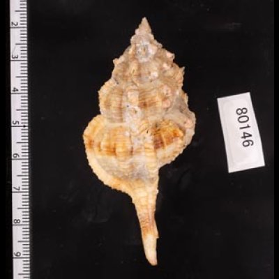 キイツブリボラ Haustellum kiiensisfig.2