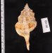 キイツブリボラ Haustellum kiiensisfig.2