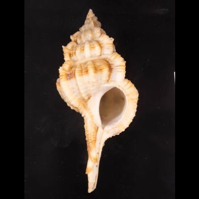 キイツブリボラ Haustellum kiiensisfig.1