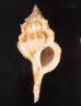 キイツブリボラ Haustellum kiiensisfig.1