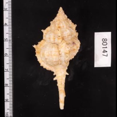 キイツブリボラ Haustellum kiiensisfig.2