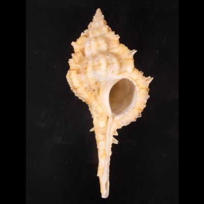 キイツブリボラ Haustellum kiiensisfig.1