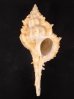 キイツブリボラ Haustellum kiiensisfig.1