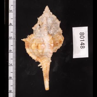 キイツブリボラ Haustellum kiiensisfig.2