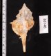 キイツブリボラ Haustellum kiiensisfig.2