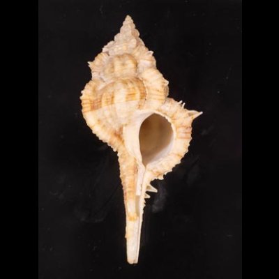 キイツブリボラ Haustellum kiiensisfig.1