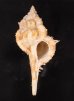 キイツブリボラ Haustellum kiiensisfig.1