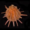 Spondylus regius ショウジョウガイ 猩々貝