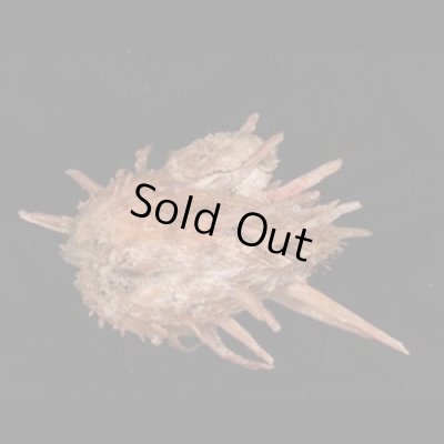 ショウジョウガイ 猩々貝 Spondylus regiusfig.3