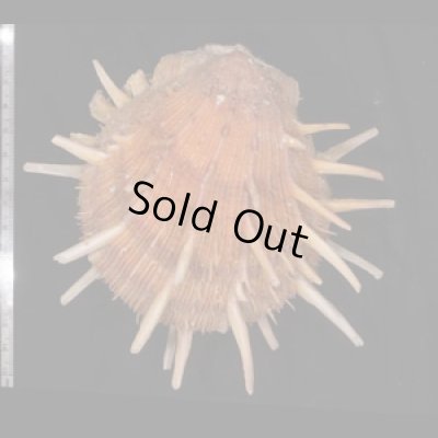 ショウジョウガイ 猩々貝 Spondylus regiusfig.2